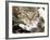 Domestic Cat, Tabby Mother and Her Sleeping 2-Week Kitten-Jane Burton-Framed Photographic Print