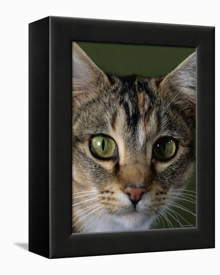 Domestic Cat, Tabby Tortoiseshell, Close-Up of Eyes with Pupils Dilated Closed in Bright Light-Jane Burton-Framed Premier Image Canvas