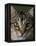 Domestic Cat, Tabby Tortoiseshell, Close-Up of Eyes with Pupils Dilated Closed in Bright Light-Jane Burton-Framed Premier Image Canvas