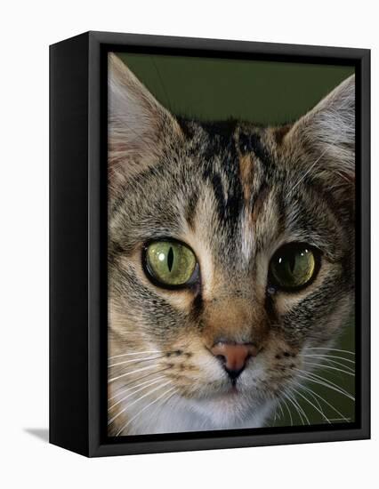 Domestic Cat, Tabby Tortoiseshell, Close-Up of Eyes with Pupils Dilated Closed in Bright Light-Jane Burton-Framed Premier Image Canvas