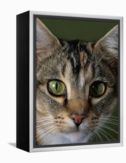 Domestic Cat, Tabby Tortoiseshell, Close-Up of Eyes with Pupils Dilated Closed in Bright Light-Jane Burton-Framed Premier Image Canvas