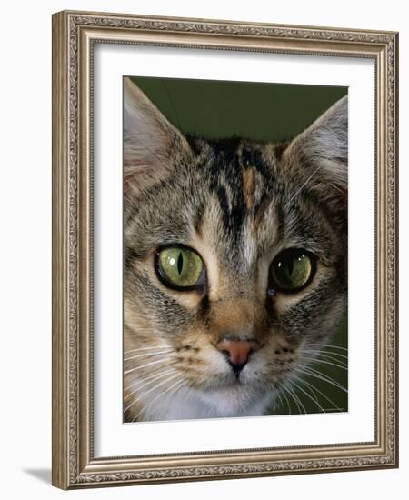 Domestic Cat, Tabby Tortoiseshell, Close-Up of Eyes with Pupils Dilated Closed in Bright Light-Jane Burton-Framed Photographic Print