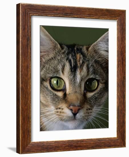 Domestic Cat, Tabby Tortoiseshell, Close-Up of Eyes with Pupils Dilated Closed in Bright Light-Jane Burton-Framed Photographic Print