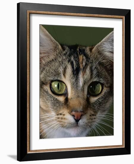 Domestic Cat, Tabby Tortoiseshell, Close-Up of Eyes with Pupils Dilated Closed in Bright Light-Jane Burton-Framed Photographic Print