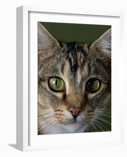 Domestic Cat, Tabby Tortoiseshell, Close-Up of Eyes with Pupils Dilated Closed in Bright Light-Jane Burton-Framed Photographic Print