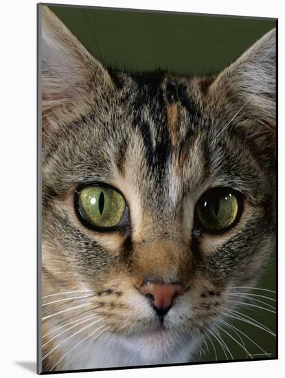 Domestic Cat, Tabby Tortoiseshell, Close-Up of Eyes with Pupils Dilated Closed in Bright Light-Jane Burton-Mounted Photographic Print