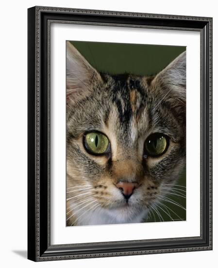 Domestic Cat, Tabby Tortoiseshell, Close-Up of Eyes with Pupils Dilated Closed in Bright Light-Jane Burton-Framed Photographic Print