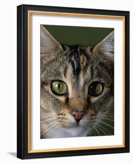 Domestic Cat, Tabby Tortoiseshell, Close-Up of Eyes with Pupils Dilated Closed in Bright Light-Jane Burton-Framed Photographic Print