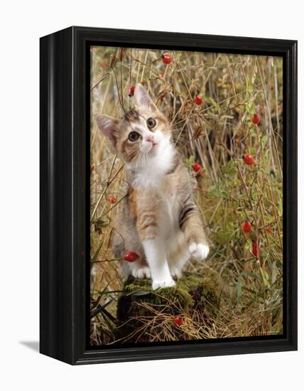 Domestic Cat, Tabby-Tortoiseshell Kitten Among Cocksfoot Grass, Horsetails and Rose Hips-Jane Burton-Framed Premier Image Canvas