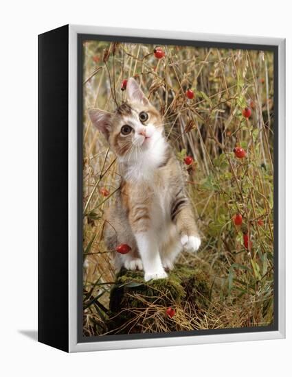 Domestic Cat, Tabby-Tortoiseshell Kitten Among Cocksfoot Grass, Horsetails and Rose Hips-Jane Burton-Framed Premier Image Canvas