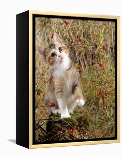 Domestic Cat, Tabby-Tortoiseshell Kitten Among Cocksfoot Grass, Horsetails and Rose Hips-Jane Burton-Framed Premier Image Canvas