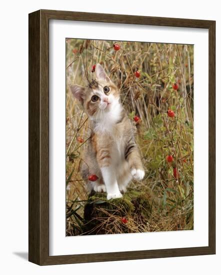 Domestic Cat, Tabby-Tortoiseshell Kitten Among Cocksfoot Grass, Horsetails and Rose Hips-Jane Burton-Framed Photographic Print