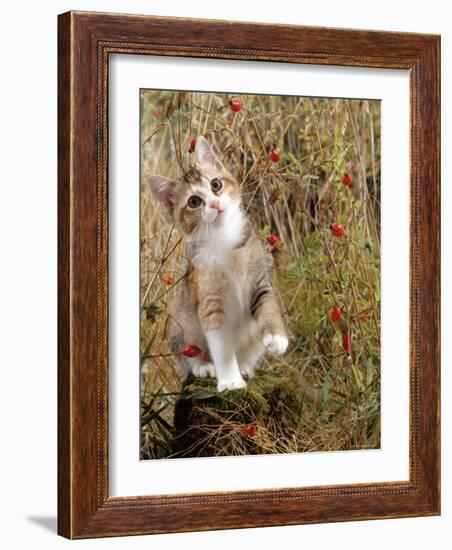 Domestic Cat, Tabby-Tortoiseshell Kitten Among Cocksfoot Grass, Horsetails and Rose Hips-Jane Burton-Framed Photographic Print