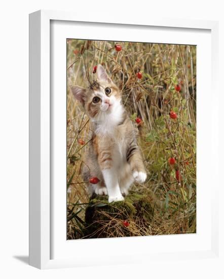 Domestic Cat, Tabby-Tortoiseshell Kitten Among Cocksfoot Grass, Horsetails and Rose Hips-Jane Burton-Framed Photographic Print