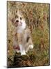 Domestic Cat, Tabby-Tortoiseshell Kitten Among Cocksfoot Grass, Horsetails and Rose Hips-Jane Burton-Mounted Photographic Print
