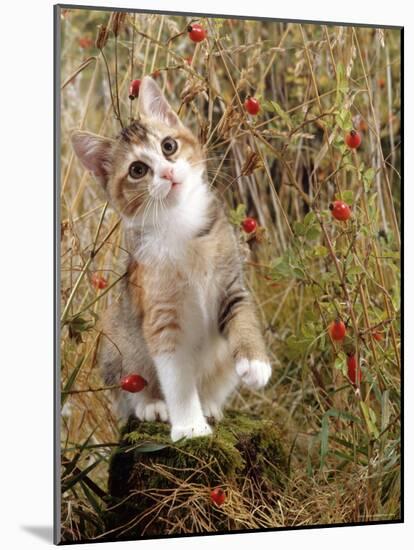 Domestic Cat, Tabby-Tortoiseshell Kitten Among Cocksfoot Grass, Horsetails and Rose Hips-Jane Burton-Mounted Photographic Print