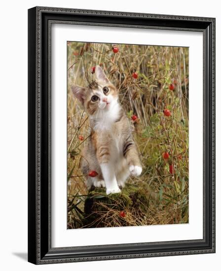 Domestic Cat, Tabby-Tortoiseshell Kitten Among Cocksfoot Grass, Horsetails and Rose Hips-Jane Burton-Framed Photographic Print