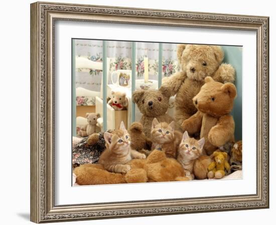 Domestic Cat, Three Kittens in Cot with Teddy Bears-Jane Burton-Framed Photographic Print