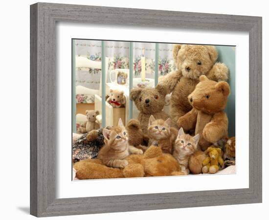 Domestic Cat, Three Kittens in Cot with Teddy Bears-Jane Burton-Framed Photographic Print