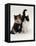 Domestic Cat, Tortoiseshell and Black-And-White Kittens-Jane Burton-Framed Premier Image Canvas