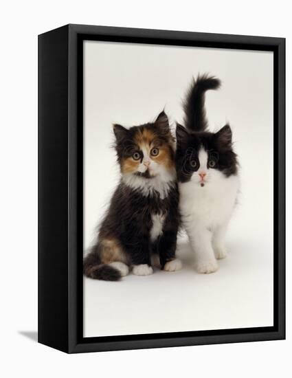 Domestic Cat, Tortoiseshell and Black-And-White Kittens-Jane Burton-Framed Premier Image Canvas