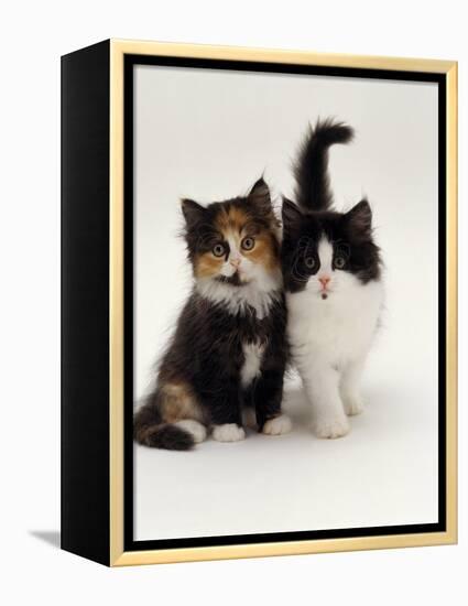 Domestic Cat, Tortoiseshell and Black-And-White Kittens-Jane Burton-Framed Premier Image Canvas