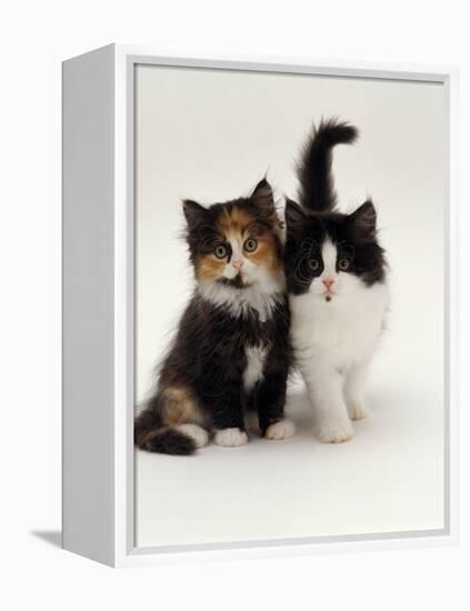 Domestic Cat, Tortoiseshell and Black-And-White Kittens-Jane Burton-Framed Premier Image Canvas