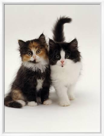 Domestic Cat Tortoiseshell And Black And White Kittens