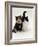Domestic Cat, Tortoiseshell and Black-And-White Kittens-Jane Burton-Framed Photographic Print