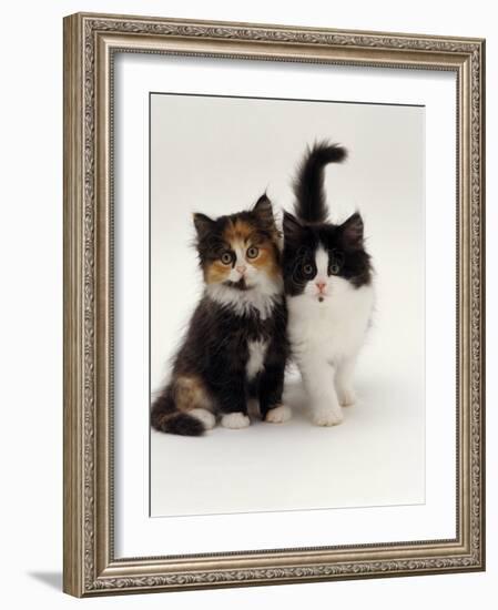 Domestic Cat, Tortoiseshell and Black-And-White Kittens-Jane Burton-Framed Photographic Print