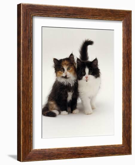 Domestic Cat, Tortoiseshell and Black-And-White Kittens-Jane Burton-Framed Photographic Print