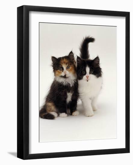 Domestic Cat, Tortoiseshell and Black-And-White Kittens-Jane Burton-Framed Photographic Print