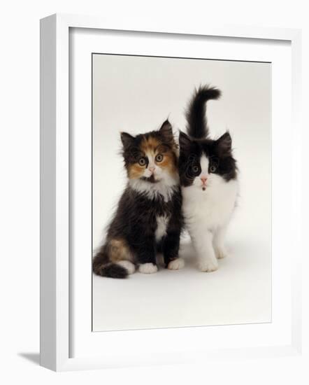 Domestic Cat, Tortoiseshell and Black-And-White Kittens-Jane Burton-Framed Photographic Print