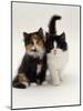 Domestic Cat, Tortoiseshell and Black-And-White Kittens-Jane Burton-Mounted Photographic Print