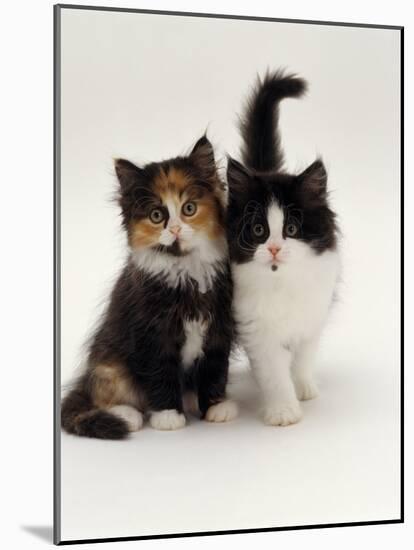 Domestic Cat, Tortoiseshell and Black-And-White Kittens-Jane Burton-Mounted Photographic Print