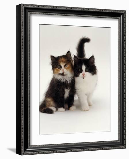 Domestic Cat, Tortoiseshell and Black-And-White Kittens-Jane Burton-Framed Photographic Print