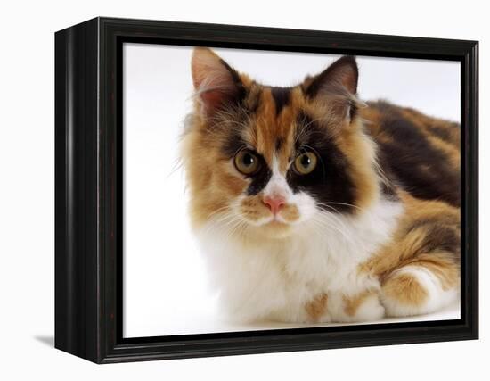 Domestic Cat, Tortoiseshell and White-Jane Burton-Framed Premier Image Canvas