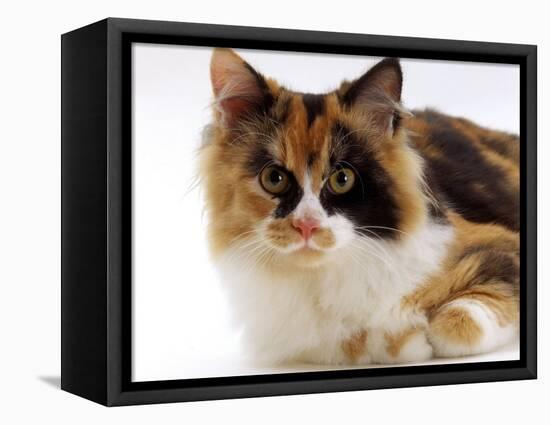 Domestic Cat, Tortoiseshell and White-Jane Burton-Framed Premier Image Canvas