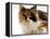 Domestic Cat, Tortoiseshell and White-Jane Burton-Framed Premier Image Canvas