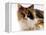 Domestic Cat, Tortoiseshell and White-Jane Burton-Framed Premier Image Canvas