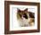 Domestic Cat, Tortoiseshell and White-Jane Burton-Framed Premium Photographic Print