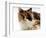 Domestic Cat, Tortoiseshell and White-Jane Burton-Framed Premium Photographic Print