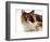 Domestic Cat, Tortoiseshell and White-Jane Burton-Framed Premium Photographic Print