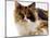 Domestic Cat, Tortoiseshell and White-Jane Burton-Mounted Premium Photographic Print