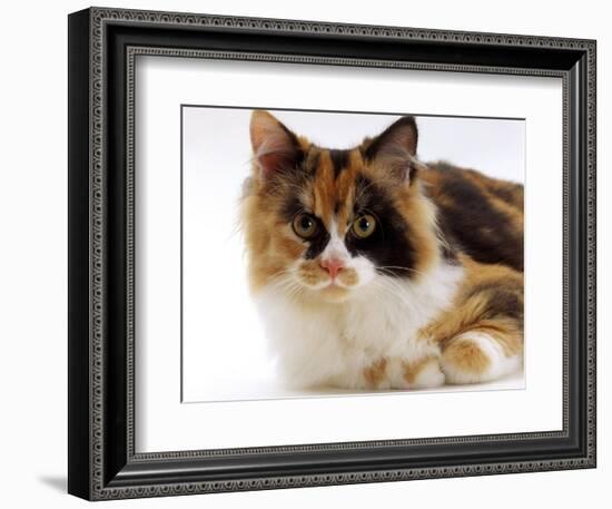 Domestic Cat, Tortoiseshell and White-Jane Burton-Framed Premium Photographic Print