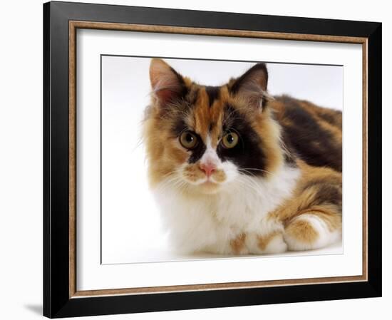 Domestic Cat, Tortoiseshell and White-Jane Burton-Framed Photographic Print