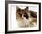 Domestic Cat, Tortoiseshell and White-Jane Burton-Framed Photographic Print