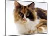 Domestic Cat, Tortoiseshell and White-Jane Burton-Mounted Photographic Print