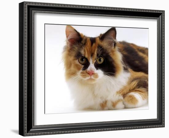 Domestic Cat, Tortoiseshell and White-Jane Burton-Framed Photographic Print