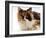 Domestic Cat, Tortoiseshell and White-Jane Burton-Framed Photographic Print